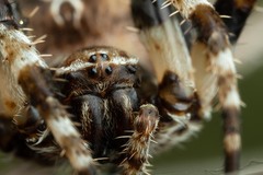 Araneus grossus