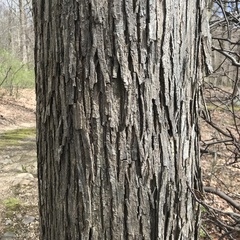 Carya ovata
