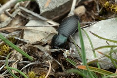 Harpalus dimidiatus