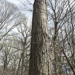 Carya ovata