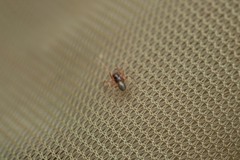 Micrargus herbigradus