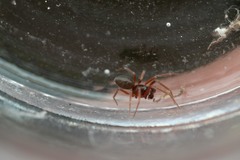 Micrargus herbigradus