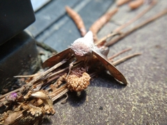 Cicinnus melsheimeri