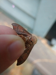 Cicinnus melsheimeri