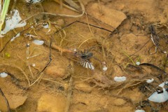 Pardosa tenuipes