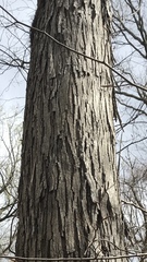 Carya ovata