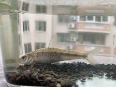 Squalidus wolterstorffi