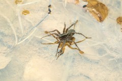 Pardosa tenuipes