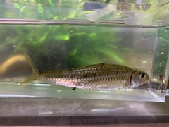 Squalidus wolterstorffi