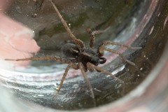Pardosa tenuipes