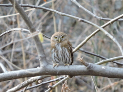 Glaucidium gnoma hoskinsii