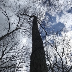 Carya ovata