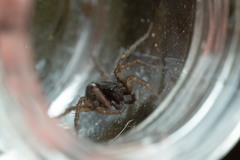 Pardosa tenuipes