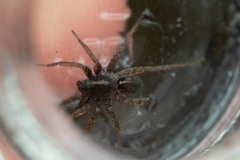 Pardosa tenuipes