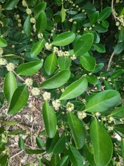 Suregada lanceolata
