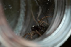 Pardosa tenuipes
