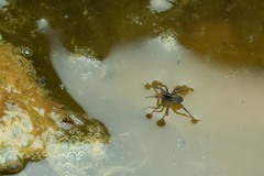 Pardosa tenuipes