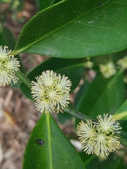 Suregada lanceolata