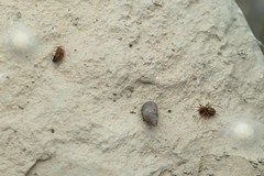 Trichoncus helveticus