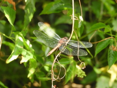 Orthemis ambinigra