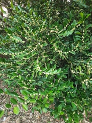 Suregada lanceolata