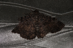Polydesma