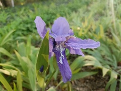 Iris tectorum