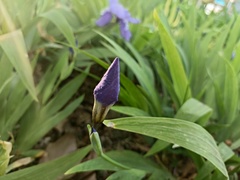 Iris tectorum