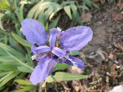 Iris tectorum