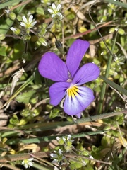 Viola tricolor tricolor