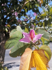 Bauhinia variegata