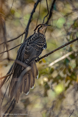 Dromococcyx phasianellus