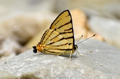 Dodona adonira