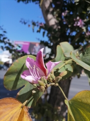 Bauhinia variegata