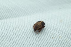 Lignyodes enucleator