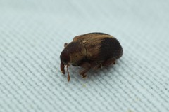 Lignyodes enucleator