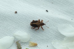 Lignyodes enucleator
