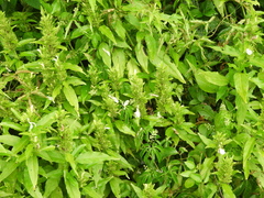 Poikilacanthus glandulosus