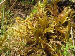 Hypnum cupressiforme lacunosum