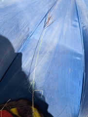 Bothriochloa insculpta