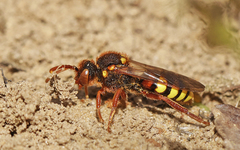 Nomada lathburiana