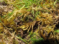 Hypnum cupressiforme lacunosum