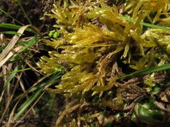 Hypnum cupressiforme lacunosum