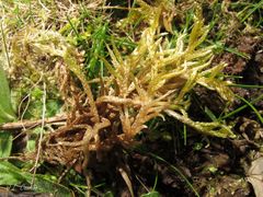 Hypnum cupressiforme lacunosum