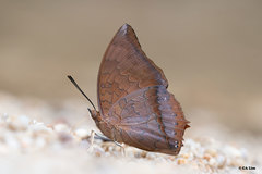 Charaxes bernardus