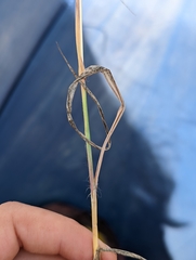 Bothriochloa insculpta