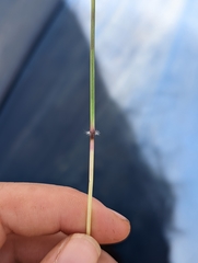 Bothriochloa insculpta