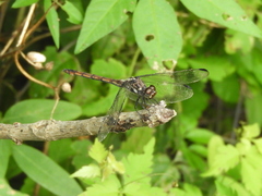Orthemis ambinigra