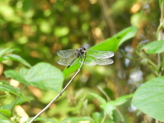 Orthemis ambinigra
