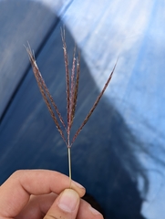 Bothriochloa insculpta